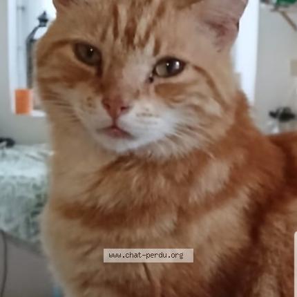 Photo 1/1 Mathurin Chat lost in Inguiniel