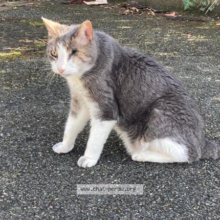 Photo 1/1 Found cat Found in Jouy en josas