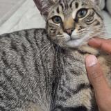 Picture of cat lost at Brou Sur Chanterraine