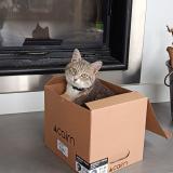 Picture of cat lost at Brussieu