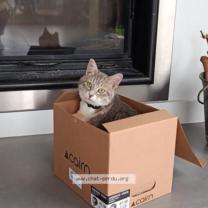 Photo 1/1 Osiris Chat lost in Brussieu