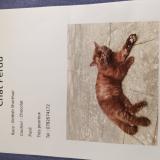 Picture of cat lost at Le Mans