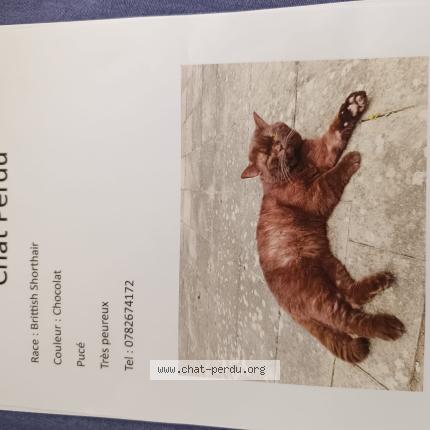 Photo 1/1 Chouchou Chat lost in Le mans