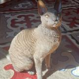 Picture of cat lost at Saint Jean De Barrou