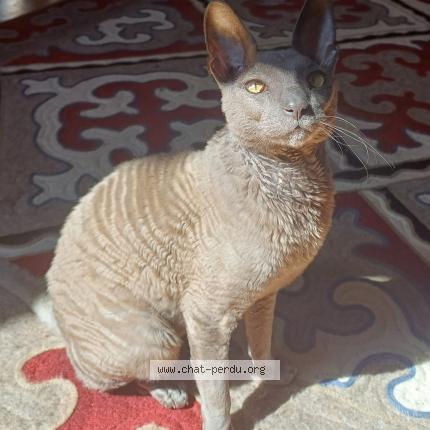 Photo 1/1 Pépin Chat lost in Saint jean de barrou