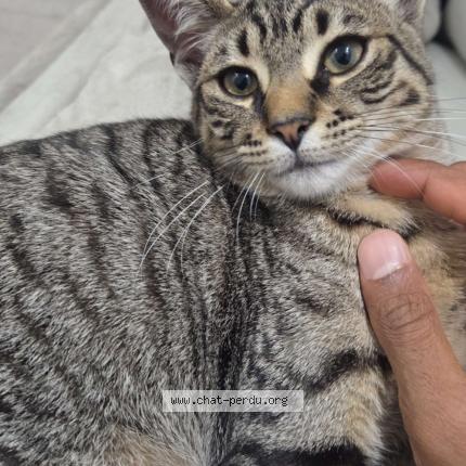 Photo 1/1 Nirushan RAJA Chat lost in Brou sur chantereine