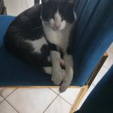 Picture of cat lost at St Aubin Epinay