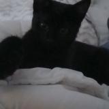 Picture of cat lost at Schiltigheim