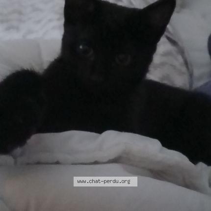 Photo 1/1 Evoli Chat lost in Schiltigheim