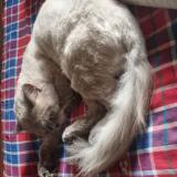 Picture of cat found at Ranchi