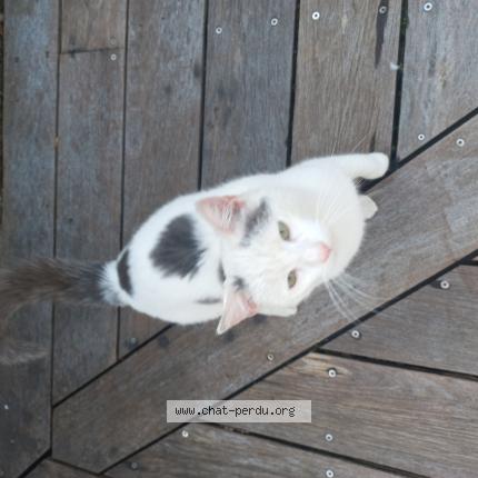 Photo 1/1 Found cat Found in Change