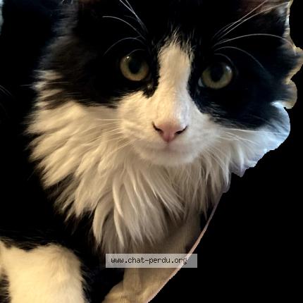 Photo 1/1 Mitsi Chat lost in Limas