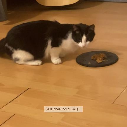 Photo 1/1 Found cat Found in Liege