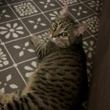 Picture of cat lost at Montfermeil