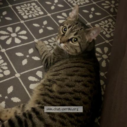 Photo 1/1 Coffee Chat lost in Montfermeil