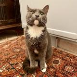 Picture of cat lost at Saint Nazaire