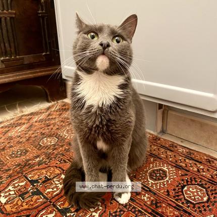 Photo 1/1 Vicky Chat lost in Saint nazaire