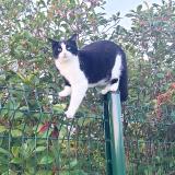 Picture of cat lost at Lanton