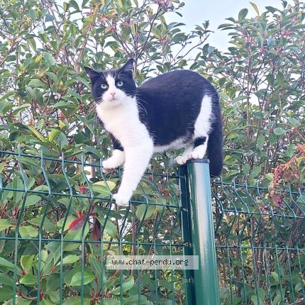 Photo 1/1 Taz Chat lost in Lanton