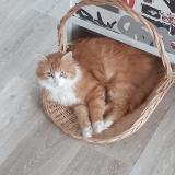 Picture of cat lost at Pont Pean