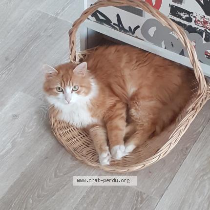 Photo 1/1 GYPQY Chat lost in Pont pean