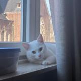 Picture of cat lost at Neder Over Hembeek