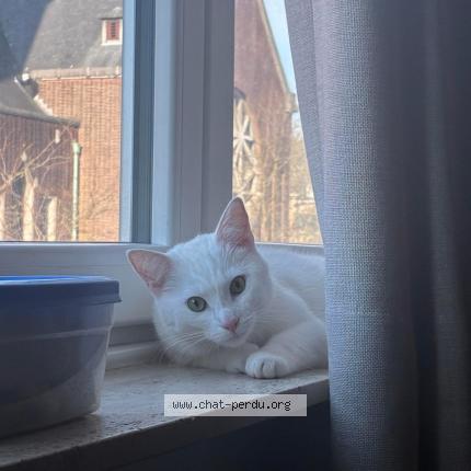 Photo 1/1 Simba Chat lost in Neder over hembeek