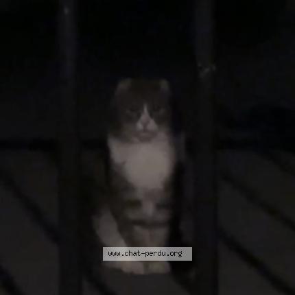 Photo 1/1 Found cat Found in Grimbergen