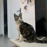 Picture of cat found at Beziers