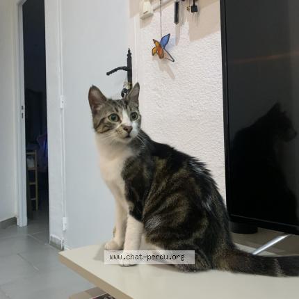 Photo 1/1 Found cat Found in Beziers