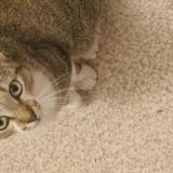 Picture of cat lost at Rillieux La Pape