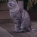 Picture of cat lost at St Gondon