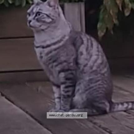 Photo 1/1 Loukoum Chat lost in St gondon