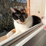 Picture of cat lost at Cahors