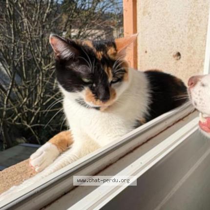 Photo 1/1 Savannah Chat lost in Cahors