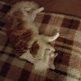 Picture of cat lost at Le Blanc Mesnil