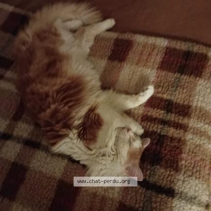 Photo 1/3 Léon Chat lost in Le blanc mesnil