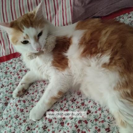 Photo 2/3 Léon Chat lost in Le blanc mesnil