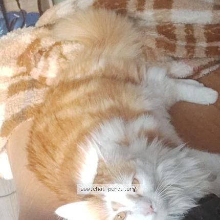 Photo 3/3 L&eacute;on Chat lost in Le blanc mesnil