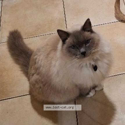 Photo 1/1 Oliver Chat lost in Bridgewater