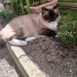 Picture of cat lost at Chantonnay