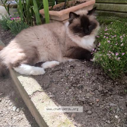 Photo 1/1 Puma Chat lost in Chantonnay