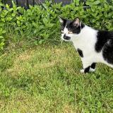 Picture of cat lost at Bouguenais