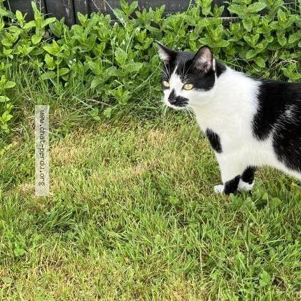 Photo 1/1 Fergus Chat lost in Bouguenais