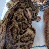 Picture of cat lost at Bienne