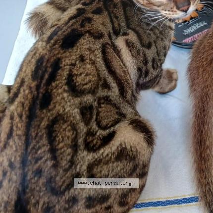 Photo 1/1 Ika Chat lost in Bienne