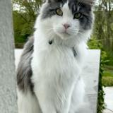 Picture of cat lost at Ottignies Louvain La Neuve