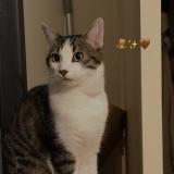 Picture of cat lost at Rueil Malmaison