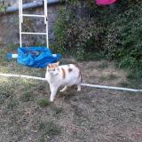 Picture of cat lost at Lyon