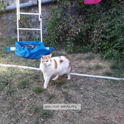 Photo 1/1 Ogi Chat lost in Lyon